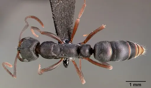 Leptogenys maxillosa specimen SAM-HYM-C000217A image sam-hym-c000217a_1