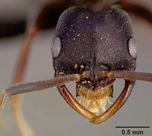 Leptogenys maxillosa specimen SAM-HYM-C000217A image sam-hym-c000217a_2