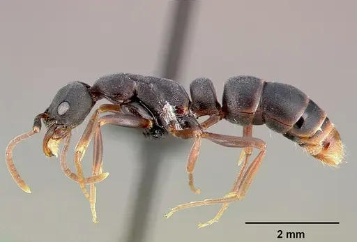 Leptogenys maxillosa specimen SAM-HYM-C000217A image sam-hym-c000217a_3