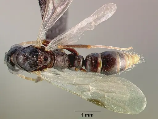 Leptogenys maxillosa specimen SAM-HYM-C000217B image sam-hym-c000217b_1