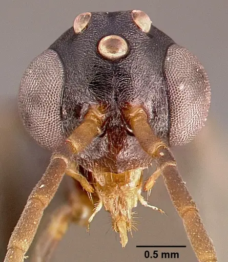 Leptogenys maxillosa specimen SAM-HYM-C000217B image sam-hym-c000217b_2
