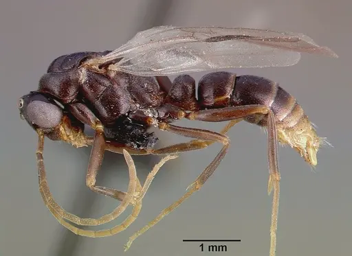Leptogenys maxillosa specimen SAM-HYM-C000217B image sam-hym-c000217b_3