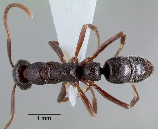 Leptogenys maxillosa specimen SAM-HYM-C006706 image sam-hym-c006706_1