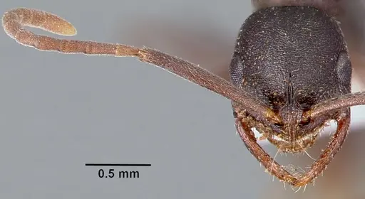 Leptogenys maxillosa specimen SAM-HYM-C006706 image sam-hym-c006706_3