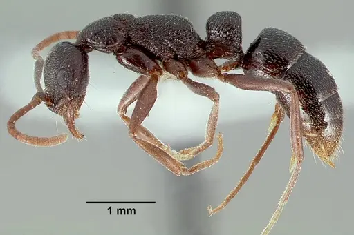 Leptogenys maxillosa specimen SAM-HYM-C006706 image sam-hym-c006706_4