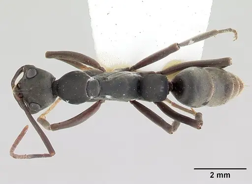 Leptogenys maya specimen CASENT0178810 image casent0178810_1