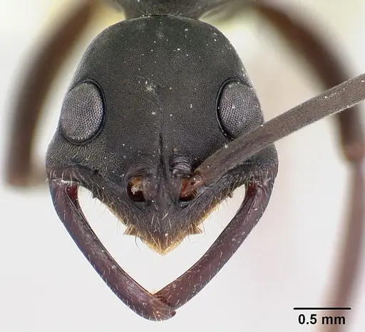 Leptogenys maya specimen CASENT0178810 image casent0178810_2