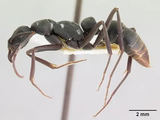 Leptogenys maya specimen CASENT0178810 image casent0178810_3