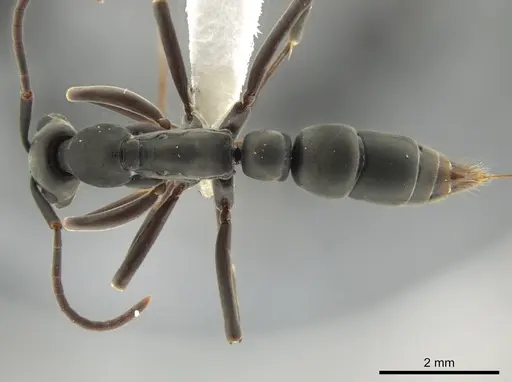 Leptogenys maya specimen CASENT0613013 image casent0613013_1
