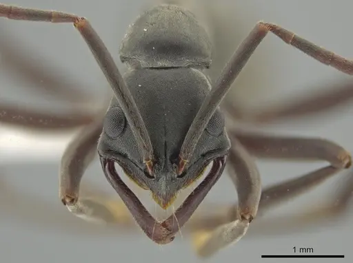 Leptogenys maya specimen CASENT0613013 image casent0613013_2