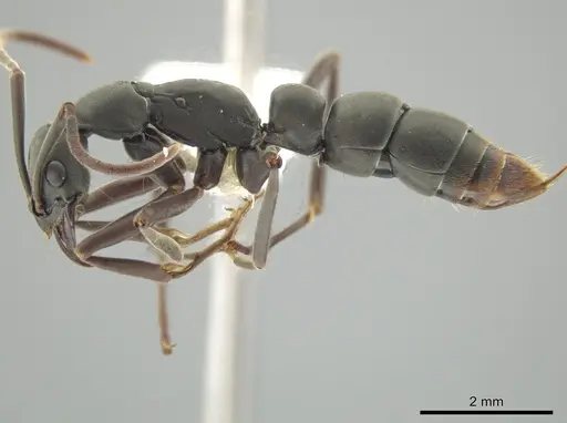 Leptogenys maya specimen CASENT0613013 image casent0613013_3