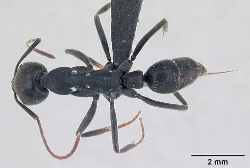 Leptogenys mayotte specimen CASENT0134302 image casent0134302_1