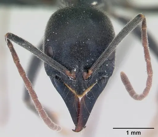 Leptogenys mayotte specimen CASENT0134302 image casent0134302_2