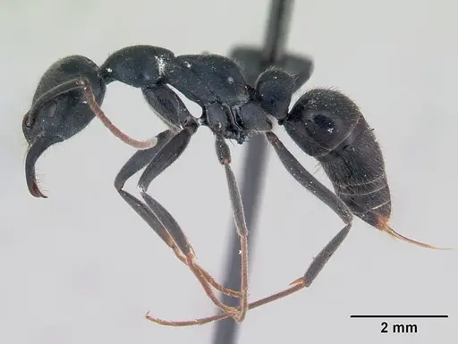 Leptogenys mayotte specimen CASENT0134302 image casent0134302_3
