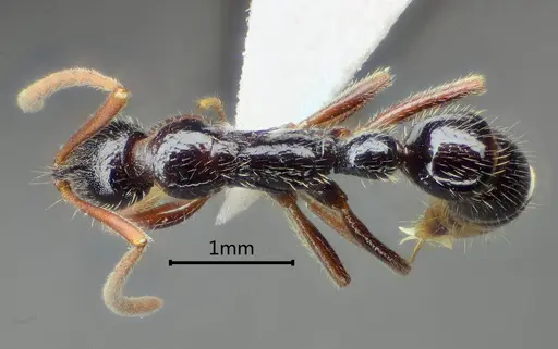 Leptogenys mengzii specimen ANTWEB1060505 image antweb1060505_1