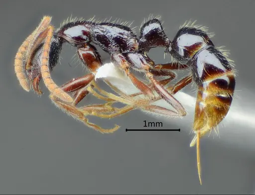 Leptogenys mengzii specimen ANTWEB1060505 image antweb1060505_3
