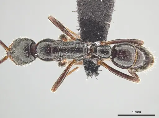 Leptogenys mengzii specimen CASENT0713663 image casent0713663_1