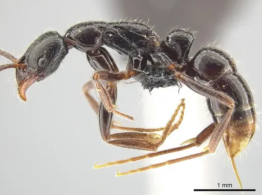 Leptogenys mengzii specimen CASENT0713663 image casent0713663_3