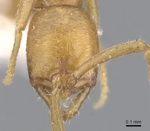 Leptogenys microps specimen CASENT0902576 image casent0902576_2