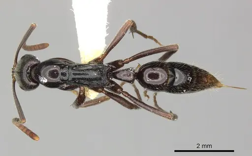 Leptogenys mjobergi specimen CASENT0270583 image casent0270583_1