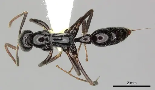 Leptogenys mjobergi specimen CASENT0270584 image casent0270584_1