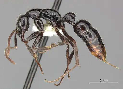 Leptogenys mjobergi specimen CASENT0270584 image casent0270584_3
