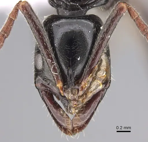 Leptogenys mjobergi specimen CASENT0887826 image casent0887826_2