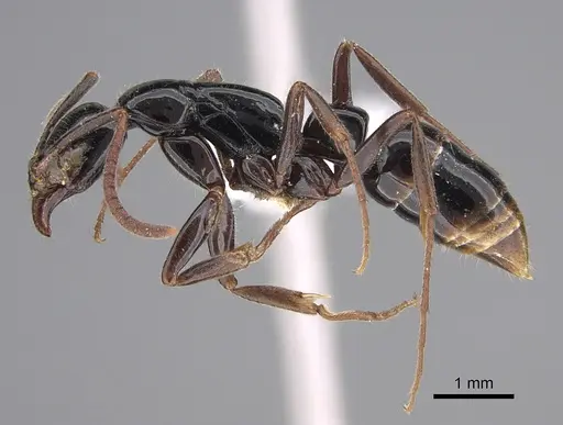 Leptogenys mjobergi specimen CASENT0887826 image casent0887826_3