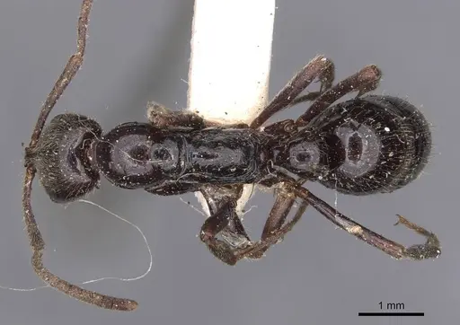 Leptogenys mjobergi specimen CASENT0907397 image casent0907397_1