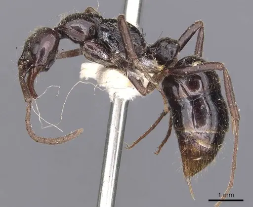 Leptogenys mjobergi specimen CASENT0907397 image casent0907397_3