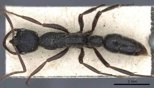 Leptogenys modiglianii specimen CASENT0903974 image casent0903974_1