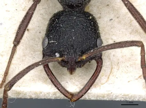 Leptogenys modiglianii specimen CASENT0903974 image casent0903974_2