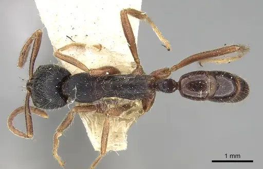 Leptogenys moelleri specimen CASENT0281928 image casent0281928_1