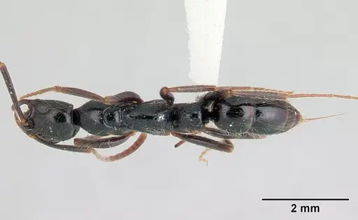 Leptogenys montuosa specimen CASENT0178790 image casent0178790_1