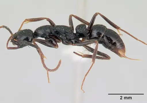 Leptogenys montuosa specimen CASENT0178790 image casent0178790_3