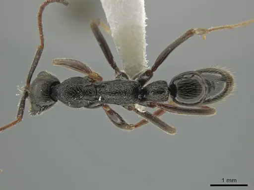 Leptogenys montuosa specimen CASENT0611917 image casent0611917_1