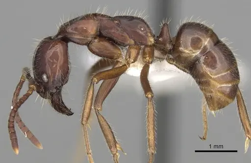 Leptogenys mutabilis specimen CASENT0281922 image casent0281922_3