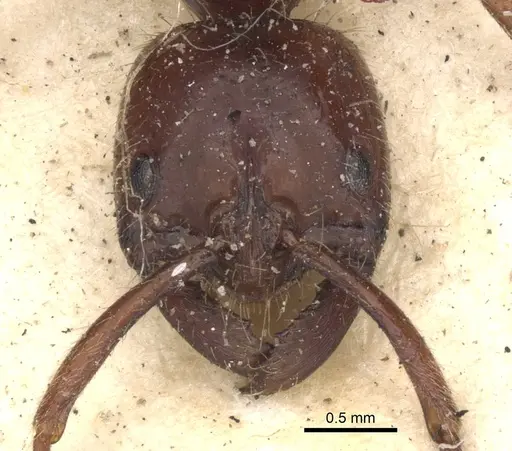 Leptogenys mutabilis specimen CASENT0901355 image casent0901355_2