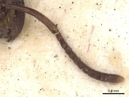 Leptogenys mutabilis specimen CASENT0901355 image casent0901355_3