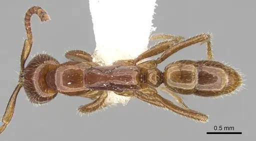 Leptogenys myops specimen CASENT0281925 image casent0281925_1
