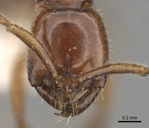 Leptogenys myops specimen CASENT0281925 image casent0281925_2