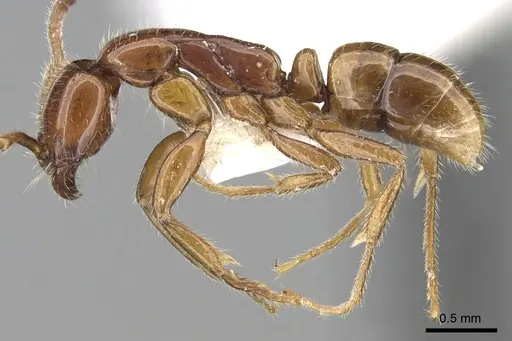 Leptogenys myops specimen CASENT0281925 image casent0281925_3