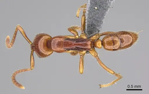 Leptogenys myops specimen CASENT0384495 image casent0384495_1