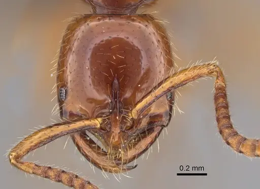 Leptogenys myops specimen CASENT0384495 image casent0384495_2