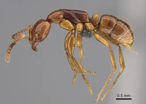 Leptogenys myops specimen CASENT0384495 image casent0384495_3