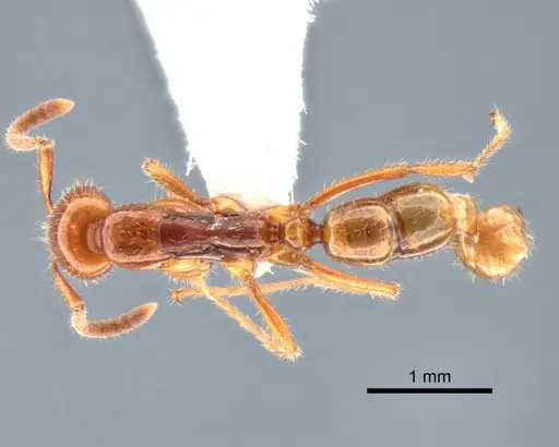 Leptogenys myops specimen CASENT0882184 image casent0882184_1