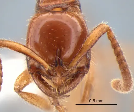 Leptogenys myops specimen CASENT0882184 image casent0882184_2