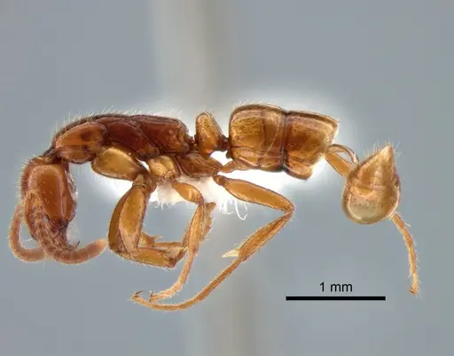 Leptogenys myops specimen CASENT0882184 image casent0882184_3