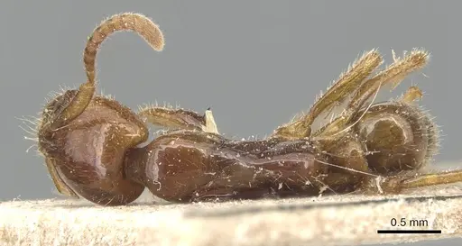 Leptogenys myops specimen CASENT0903952 image casent0903952_1