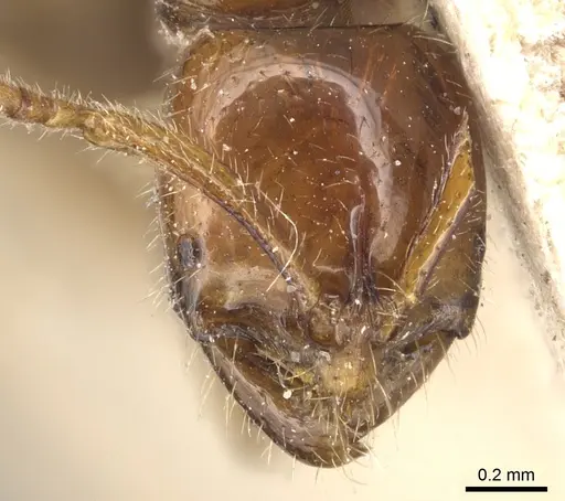Leptogenys myops specimen CASENT0903952 image casent0903952_2